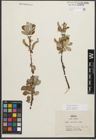 Foto von Salix sitchensis Sanson ex Bong.